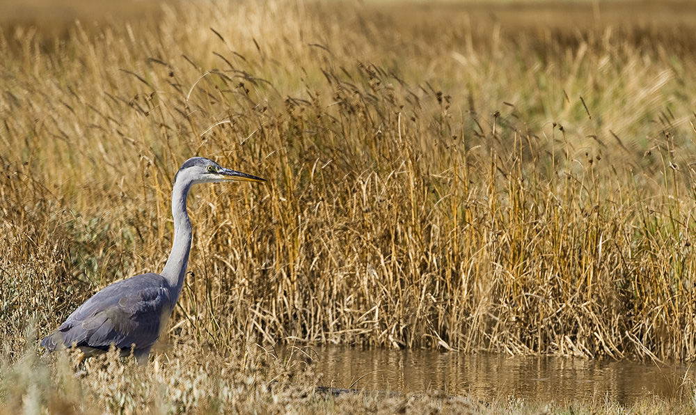 Héron cendré sur De Slufter "Texel- Hollande" de Geogeo 