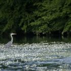 heron cendré sur la riviere de la semoy(ardennes thilay)