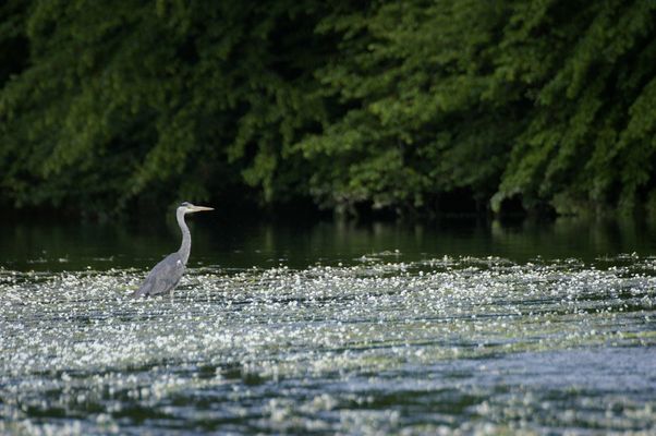 heron cendré sur la riviere de la semoy(ardennes thilay)