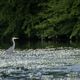 heron cendr sur la riviere de la semoy(ardennes thilay)