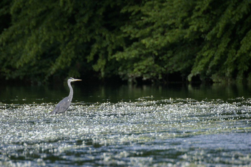 heron cendré sur la riviere de la semoy(ardennes thilay) de bobtail 