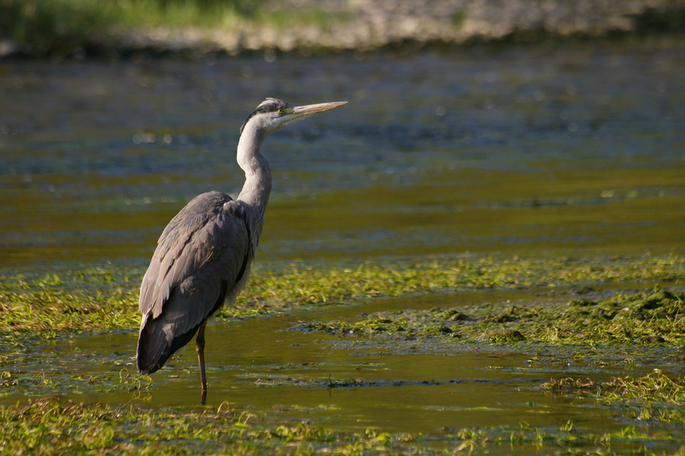 heron cendré sur la riviere semoy