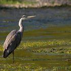 heron cendré sur la riviere semoy