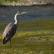 heron cendr sur la riviere semoy