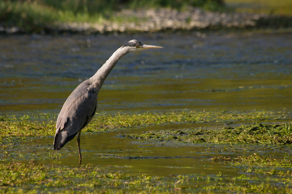 heron cendré sur la riviere semoy nord ardenne