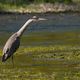 heron cendr sur la riviere semoy nord ardenne