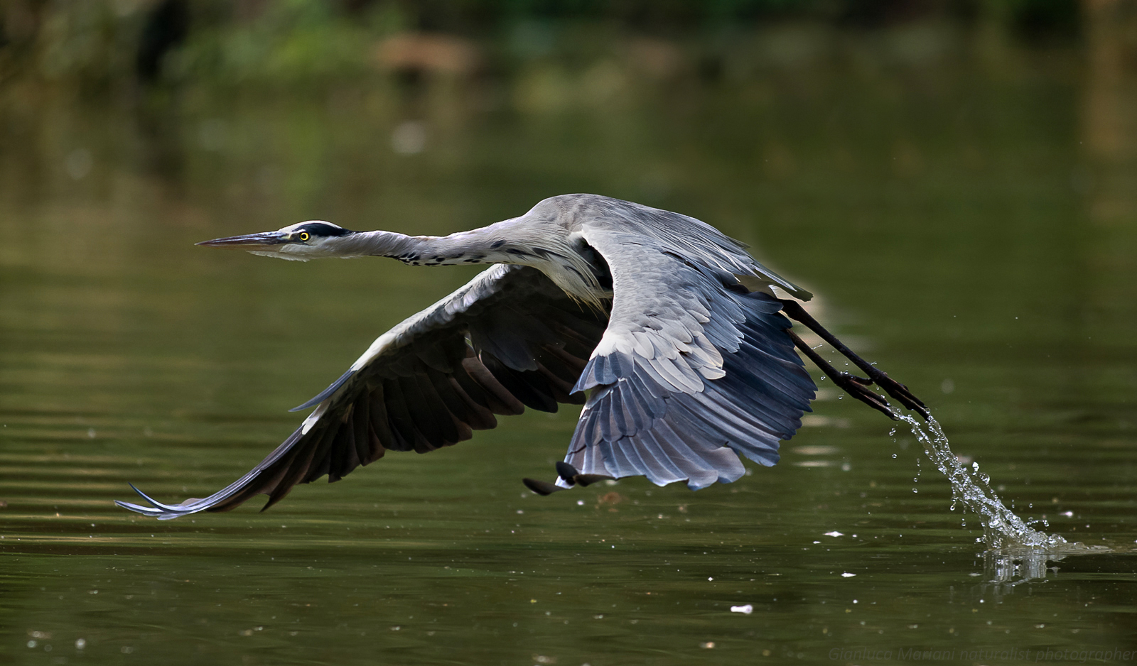 Heron