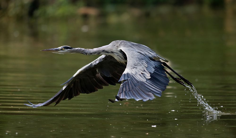 Heron