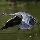 Heron