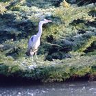 Heron