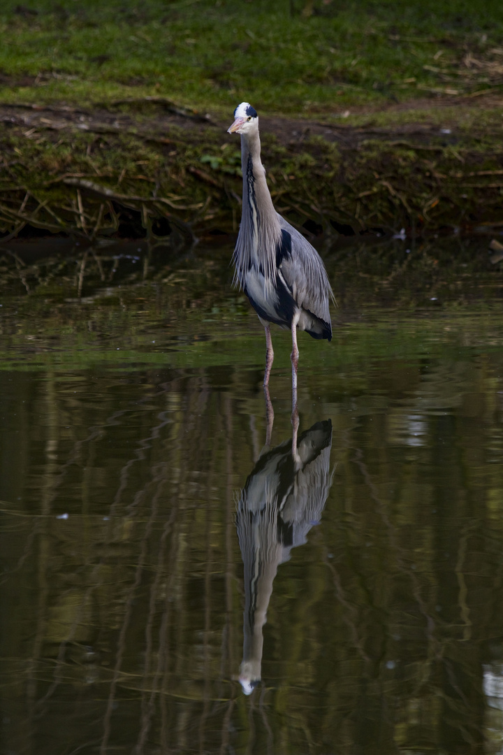 Heron