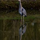 Heron