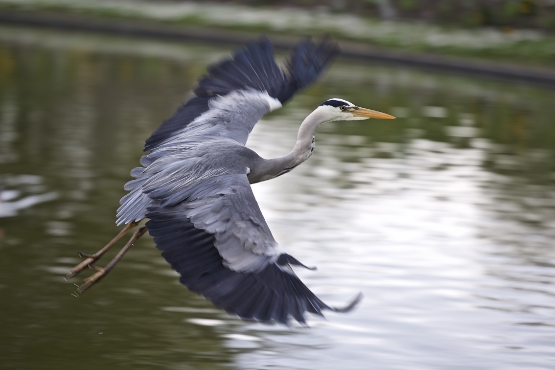 heron