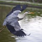 heron