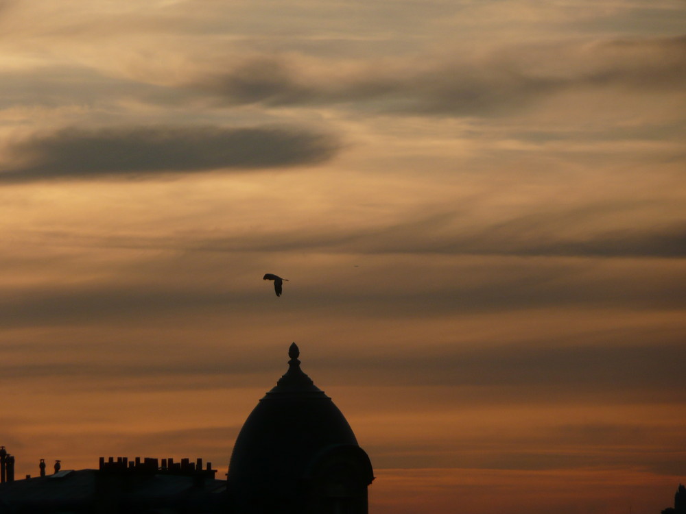 Héron dans le ciel de Paris