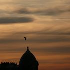 Héron dans le ciel de Paris