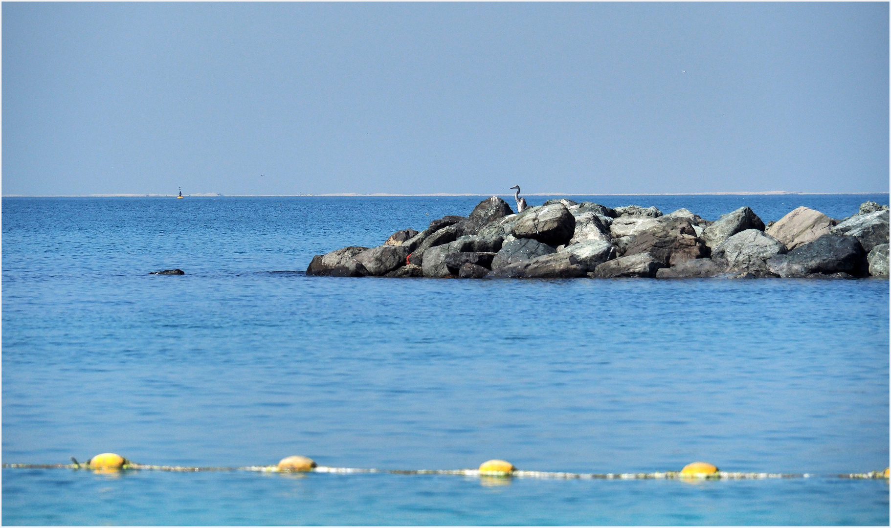 Héron de bord de mer