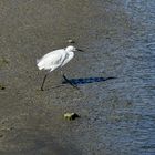 Heron de Camargue