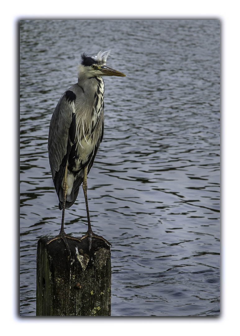 heron