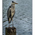 heron