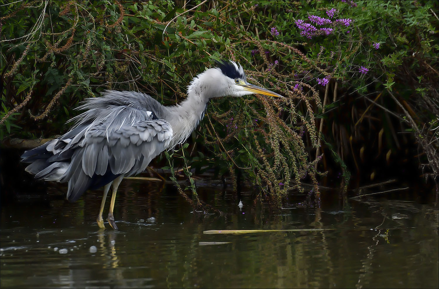 Heron ebourrifé