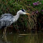 Heron ebourrifé