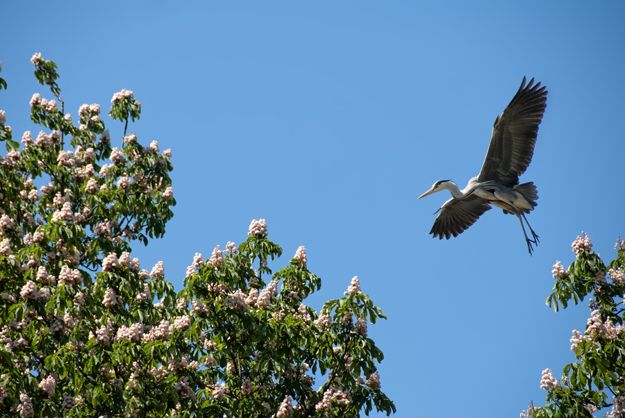 Heron