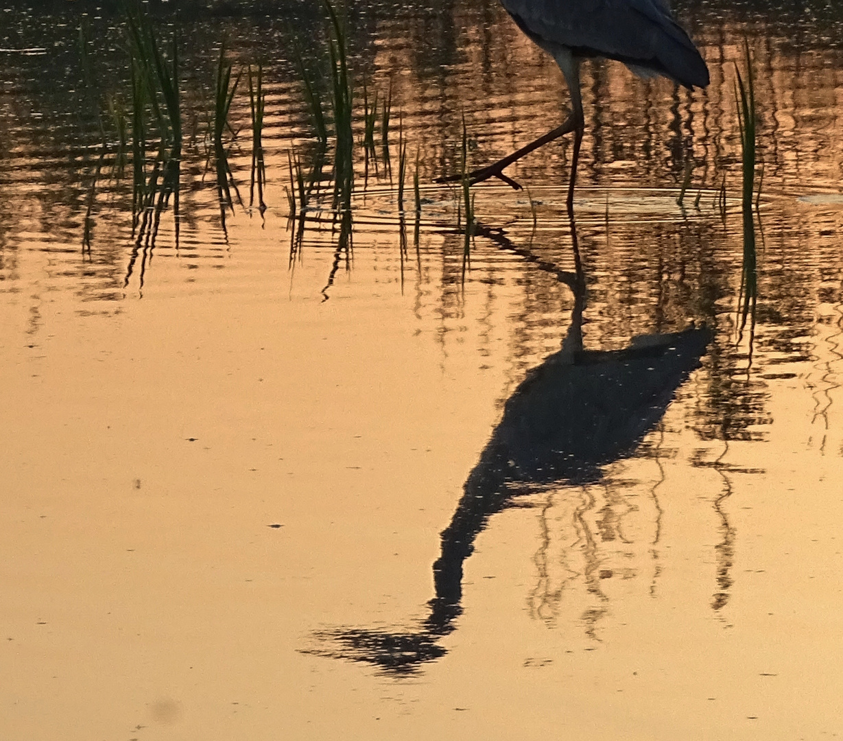 Héron en reflet du soir