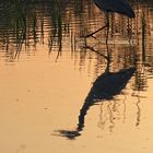 Héron en reflet du soir