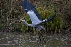 Heron en vol