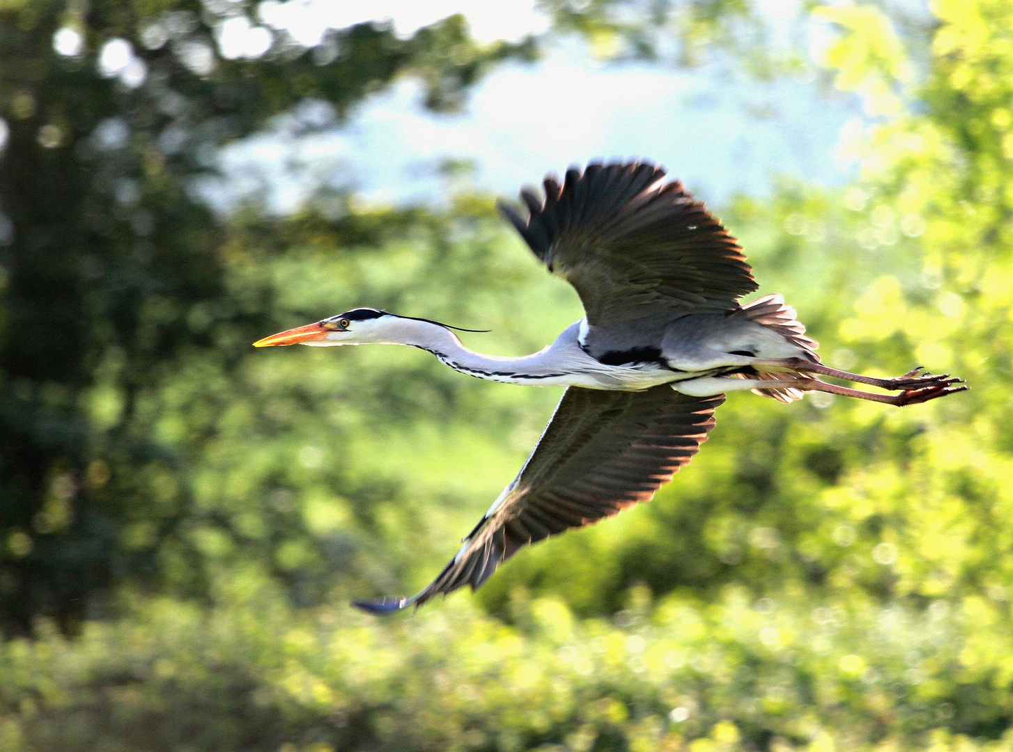 héron en vol (mazéres domaines des oiseaux)