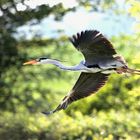 héron en vol (mazéres domaines des oiseaux)