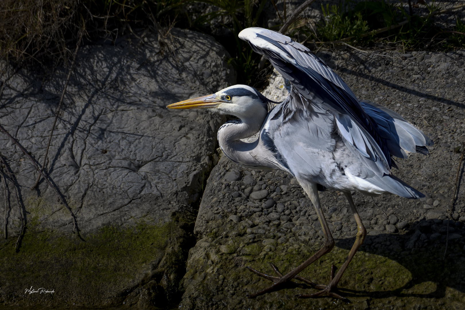 Heron envol