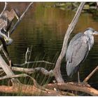 " Héron et son petit dans le parc ornithologique du Teich  ll "