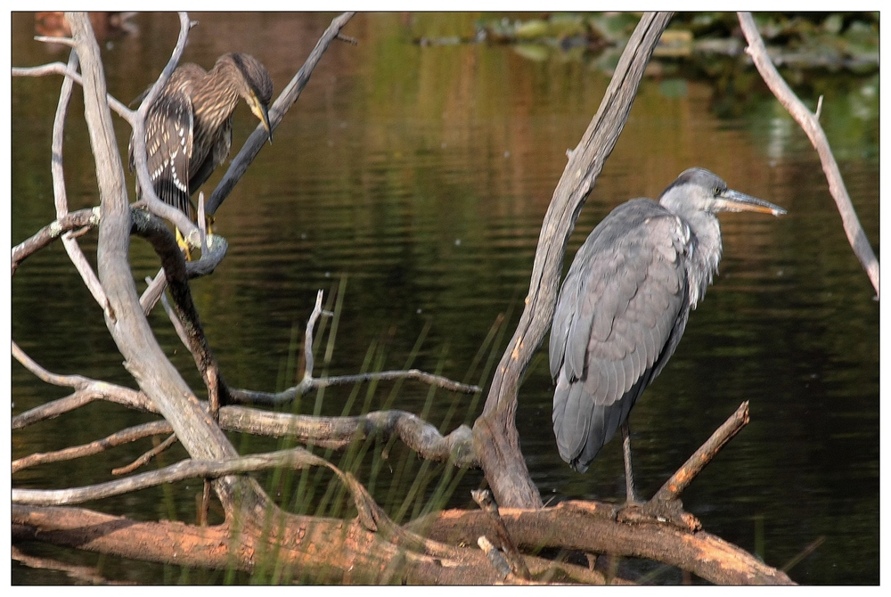 " Héron et son petit dans le parc ornithologique du Teich  ll "