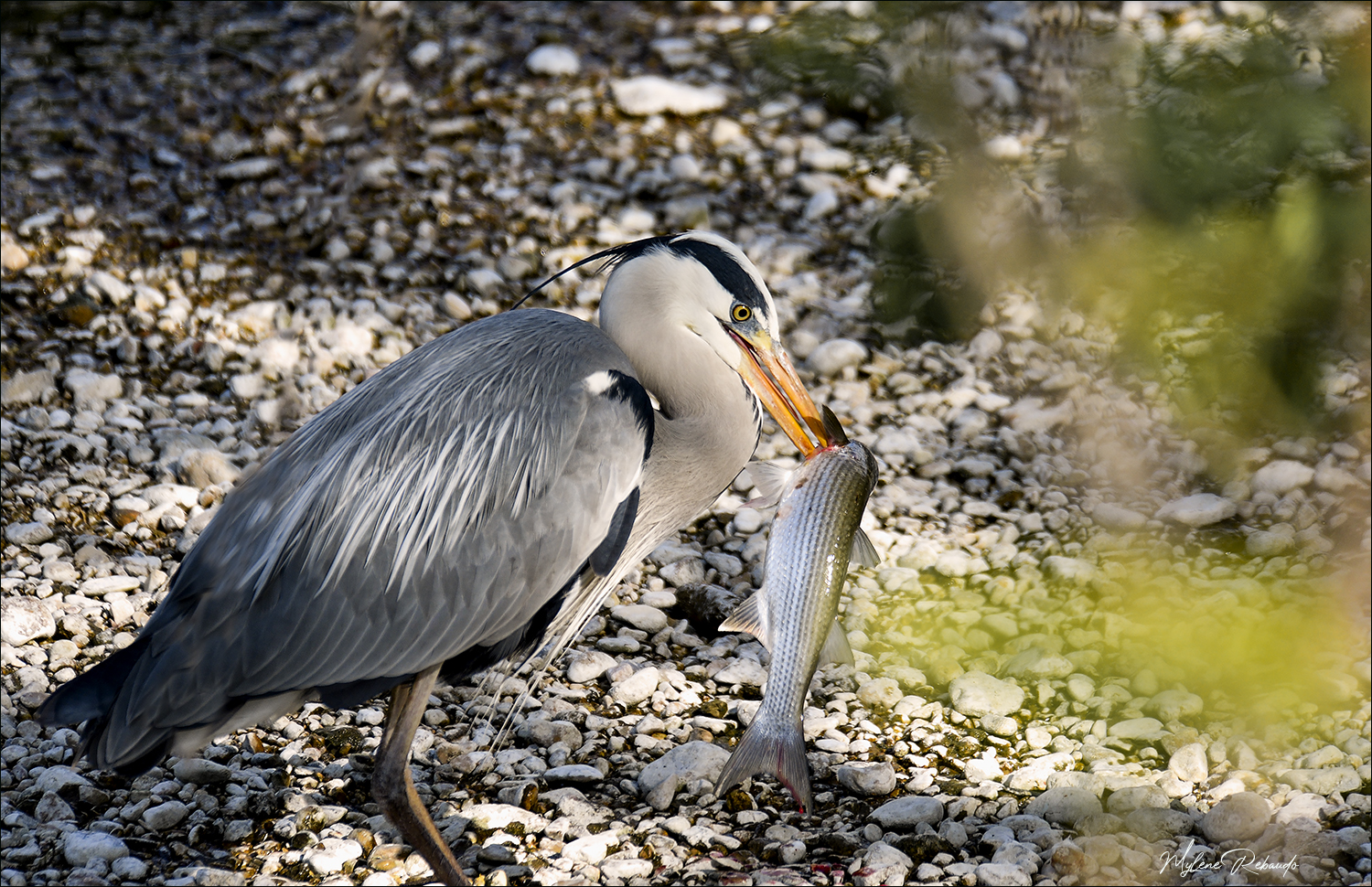 Heron et son poisson