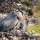 Heron et son poisson