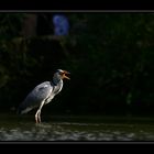 heron