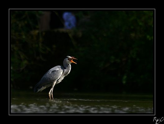 heron