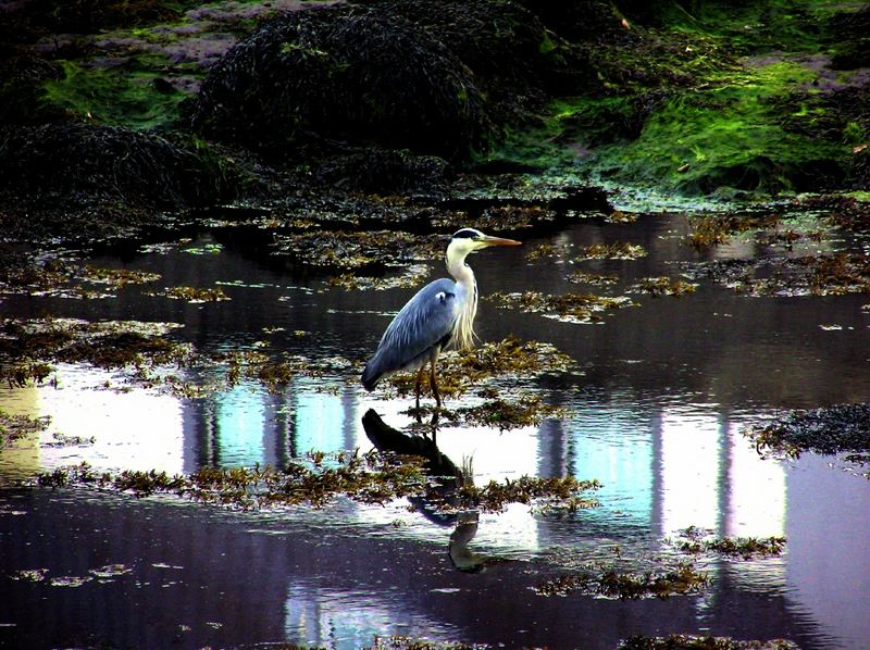 Heron