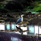 Heron