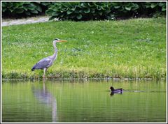 Heron