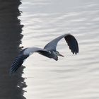 heron