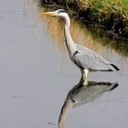 Heron fishing