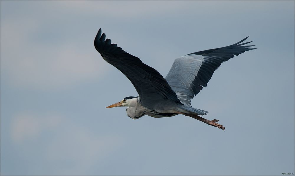 Heron flies by