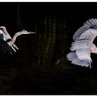 Heron Flight Study