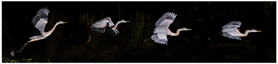 Heron Flight Study