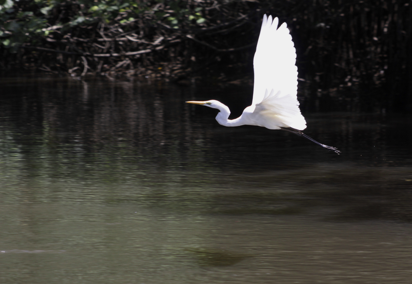 heron flying 2