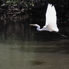 heron flying 2