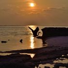 Heron flying into the sunset